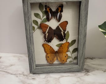 Framed Butterfly Specimens, Real Pressed Leaves, Shadowbox Display