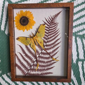 May include: A rectangular wooden frame containing a pressed yellow luna moth, a dried yellow sunflower, and a large dark brown fern leaf arranged on a light-colored fabric background. The moth is positioned centrally over the fern leaf.