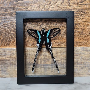Dragontail butterfly - Etsy 日本
