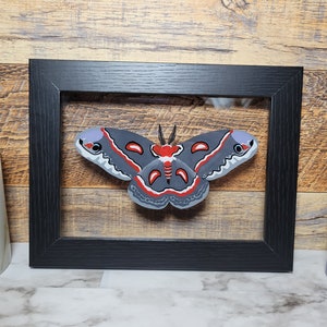 May include: A framed illustration of a black, red and white moth with a grey body and red and white markings on its wings. The moth is displayed against a grey background.