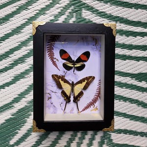 May include: A rectangular black shadow box frame with gold-toned decorative corner accents containing two preserved butterflies. The top butterfly is black with red and yellow markings, while the bottom one is black and yellow. The background is white marble.