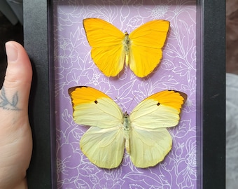 May include: A framed display of two butterflies, one yellow and one white with orange edges, on a purple background with a floral pattern.