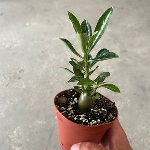 Desert Rose 本体 50 SEEDS ADENIUM OBESUM DESERT ROSE TRIPLE KA60 FRESH NEW