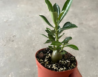 Desert rose/ Adenium Obesum