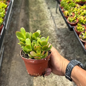 Jade Crassula Ovata - 4”-6” growers pot