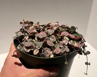 Variegated string of hearts