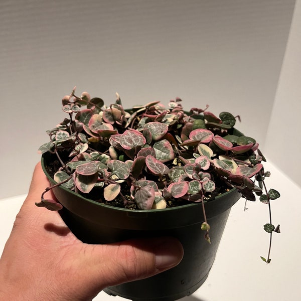 Variegated string of hearts