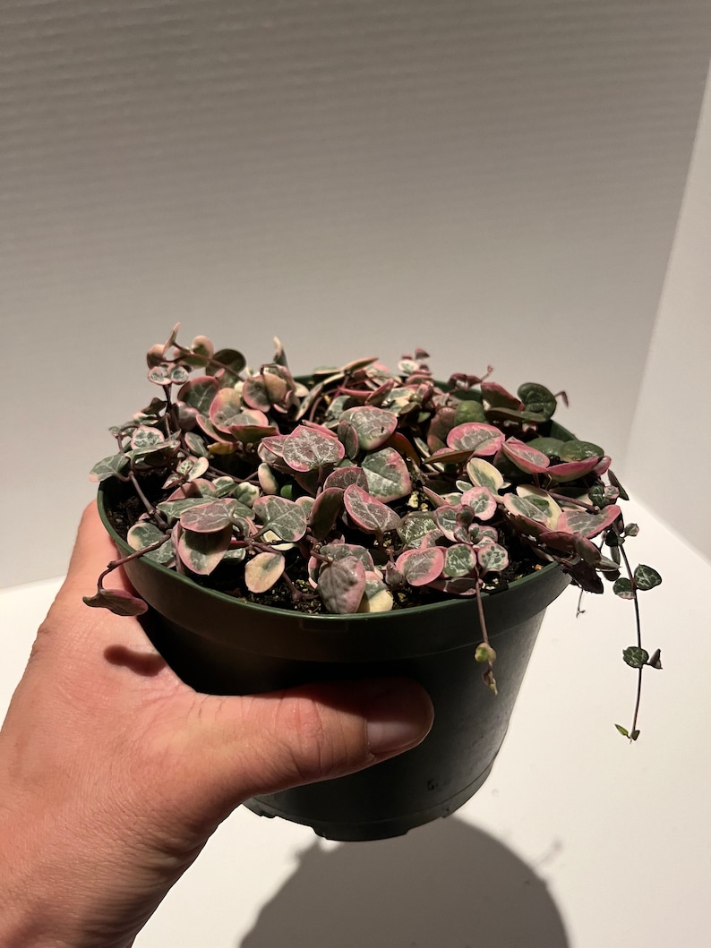 Variegated String of Hearts Etsy