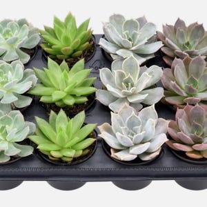 Variety Pack | 2&quot; Assorted Succulents
