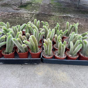 4&quot; Monkey Tail Cactus / Hildewintera Colademononis