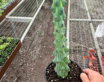 6&quot; Boobie Cactus