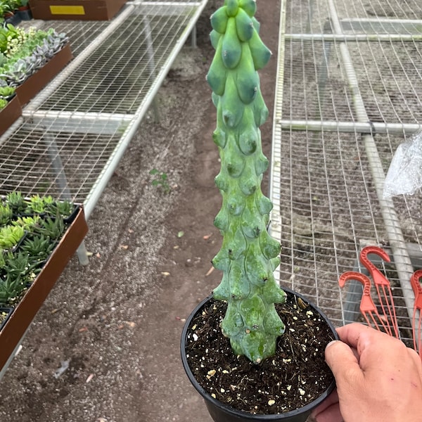 Cactus Boobie de 6"