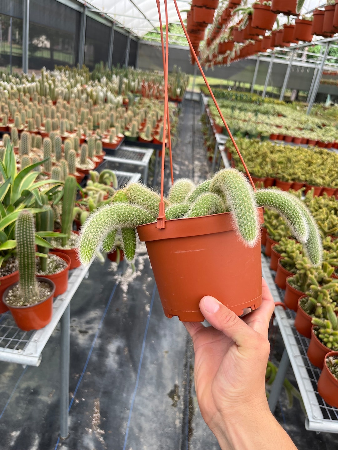 6" Monkey Tail Cactus | Hildewintera Colademononis