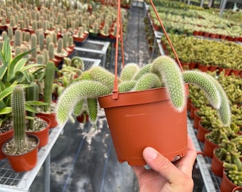 Monkey tail cactus 6” hanging basket Hildewintera colademononis