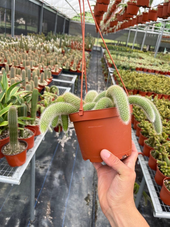 6" Monkey Tail Cactus | Hildewintera Colademononis - Etsy Hong Kong