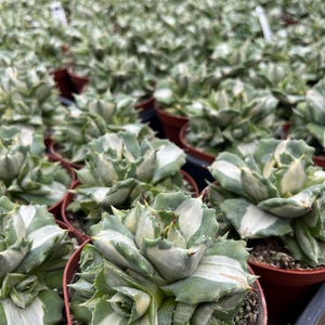 May include: A close-up of a group of small, potted agave plants with white and green striped leaves. The plants are arranged in rows and are all in the same size pot.