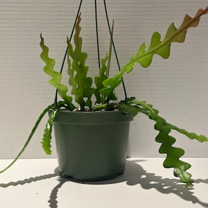 6” Fishbone Cactus – Selenicereus Anguliger | Live Ric Rac Zig Zag Cactus | Rare Epiphytic Houseplant | Easy Care