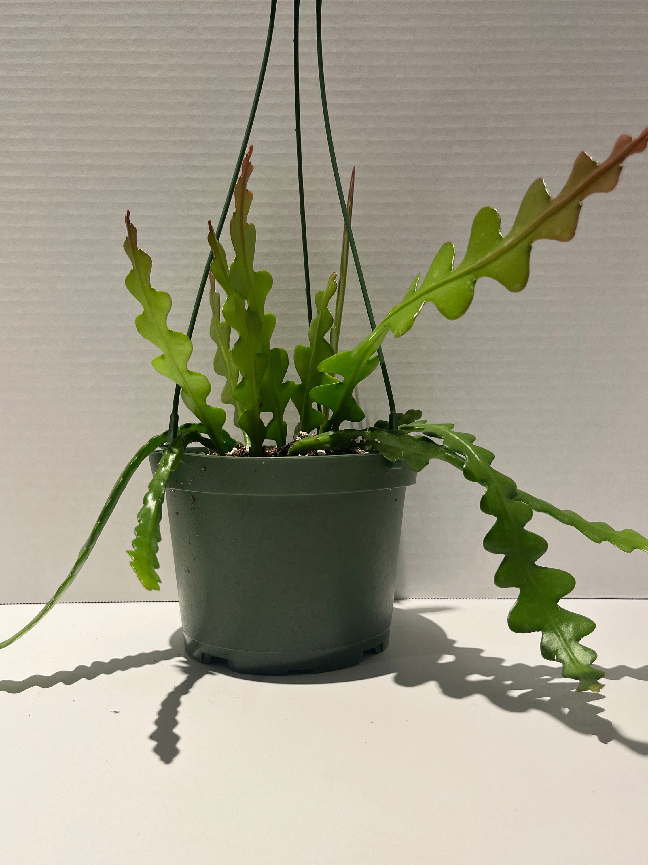 6 Fishbone Cactus  Selenicereus Anguliger | Live Ric Rac Zig Zag Cactus |  Rare Epiphytic Houseplant | Easy Care - Etsy