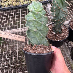 Spiral cactus/ Cereus forbesii