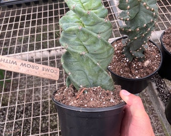 Spiral cactus/ Cereus forbesii
