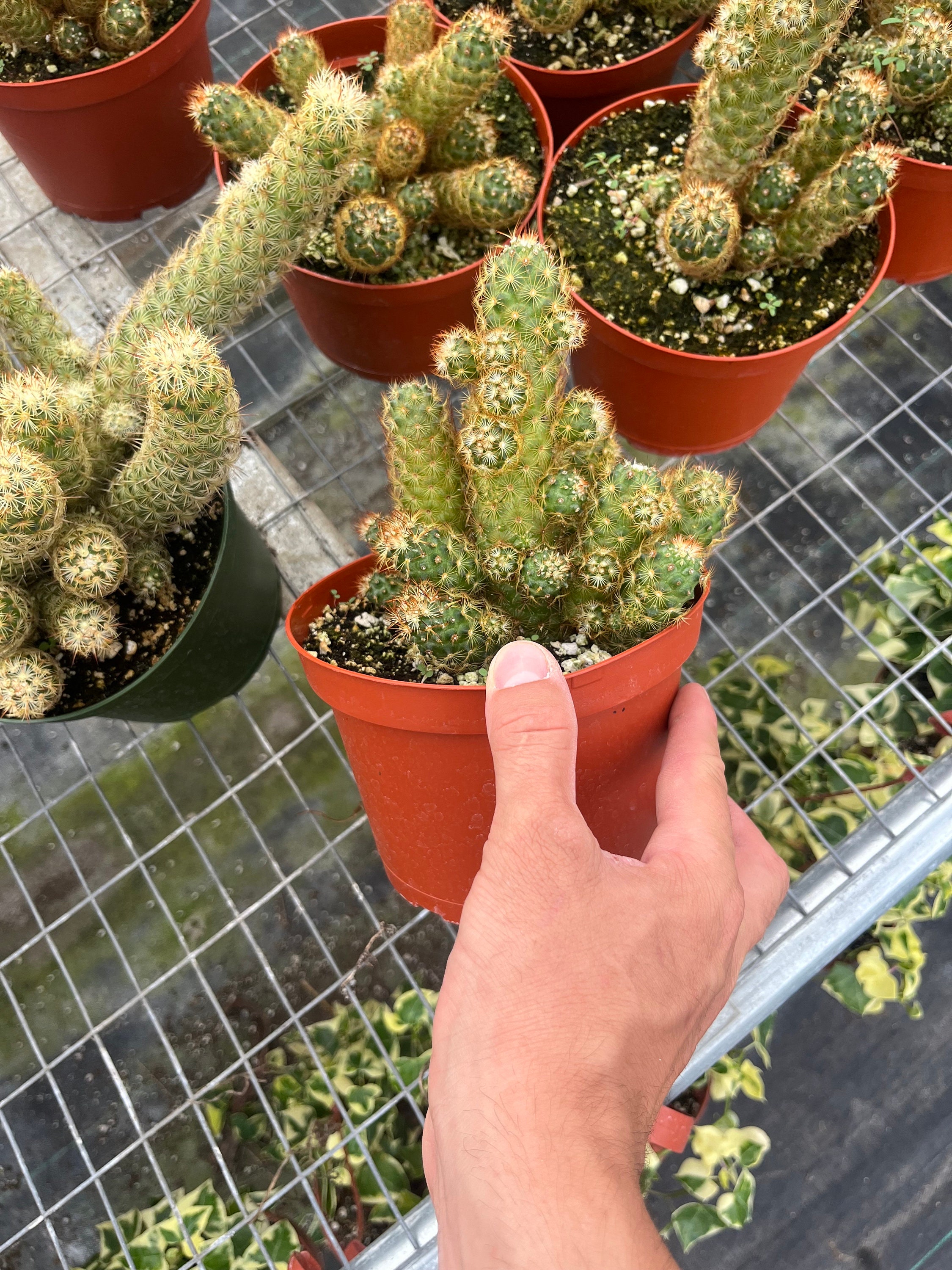 Golden Lady Finger Cactus / Copper King Mammillaria Elongata - Etsy Denmark