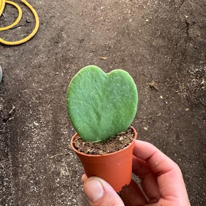 2” Hoya Kerrii Sweetheart Plant | Heart-Shaped Hoya Live Plant | Valentine’s Day Gift | Easy Care Houseplant