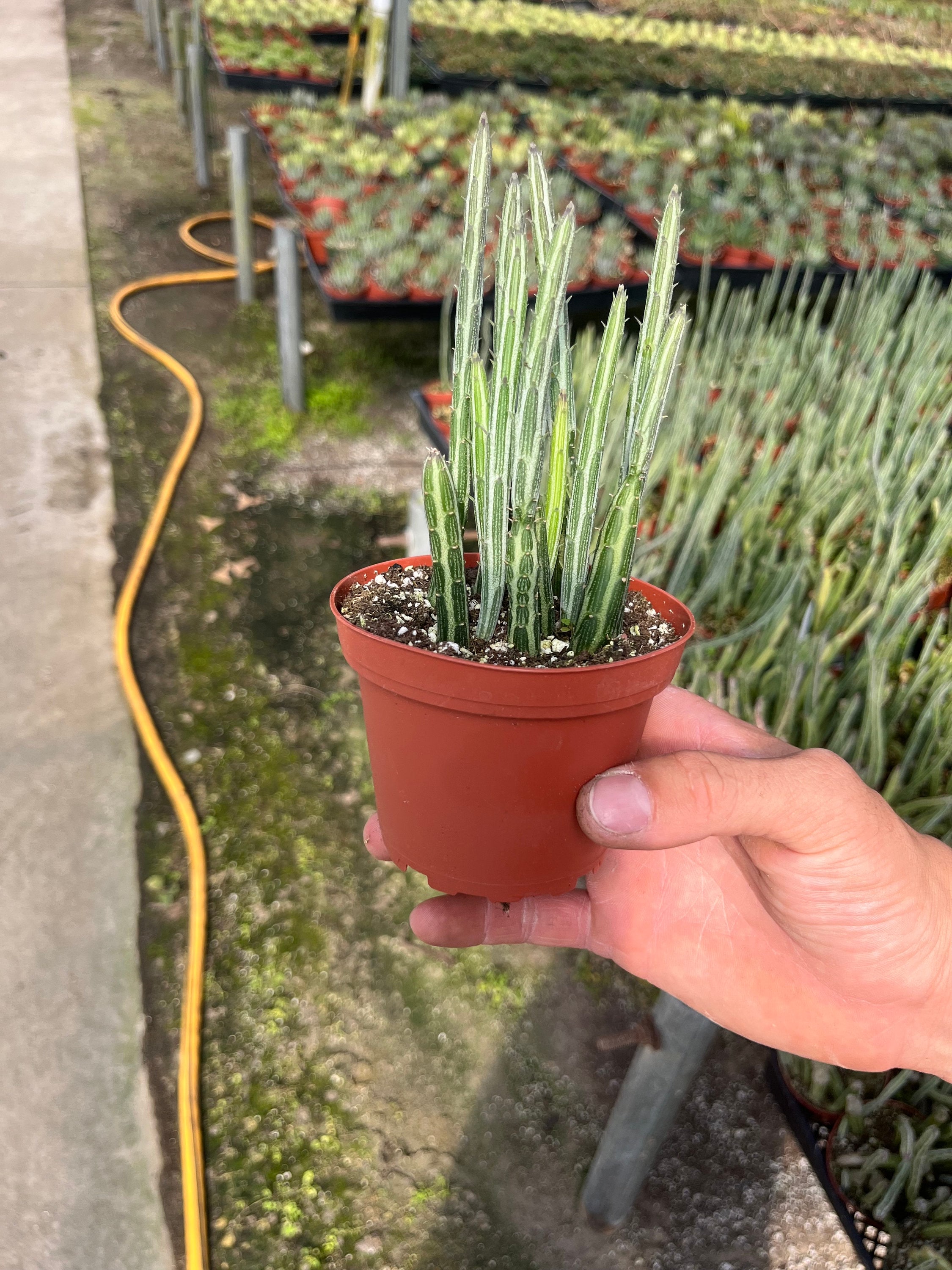 Pickle cactus