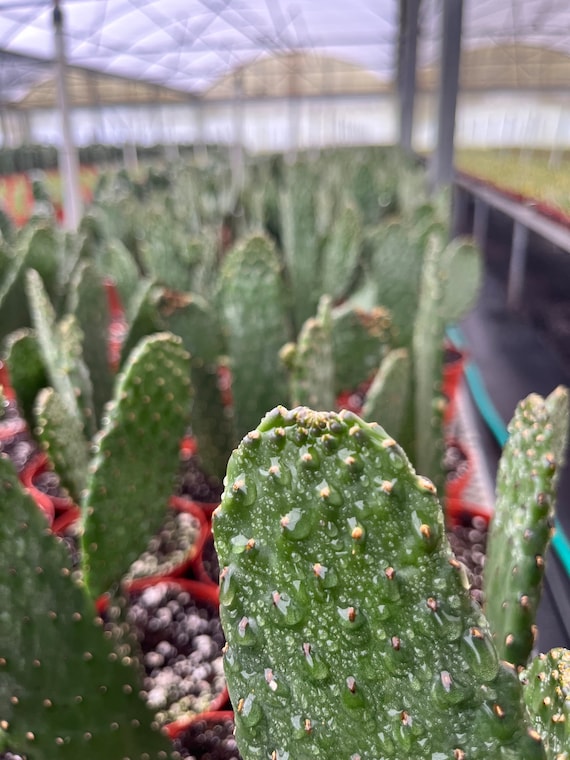 6" Road Kill Cactus | Consolea Rubescens - Etsy