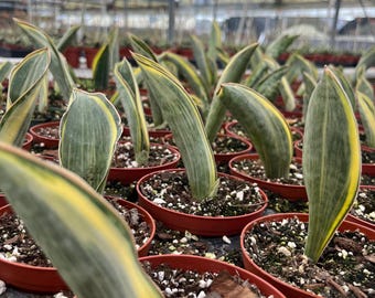 Sansevieria Suffruticosa (ha56) | Imported Snake Plants - Etsy