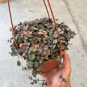 May include: A small hanging planter with a trailing succulent plant. The plant has small, round, green leaves with white speckles and pink edges. The planter is brown and has a rope hanger.