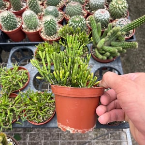 Rhipsalis Prismatica