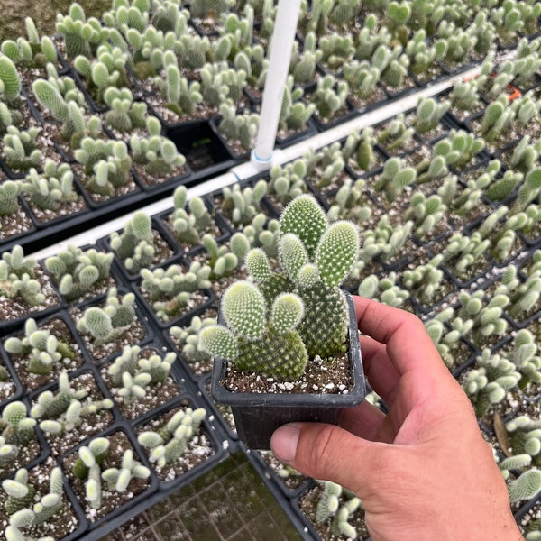 Bunny Ear Cactus/ Opuntia Microdaisy