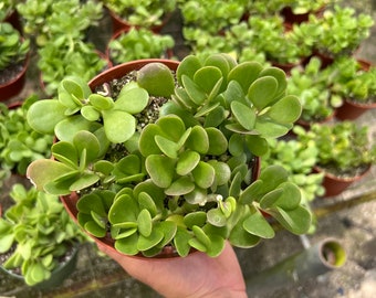 Jade Crassula Ovata - 4”-6” growers pot