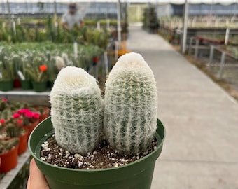 4" & 6" Old Man Cactus | Cephalocereus senilis