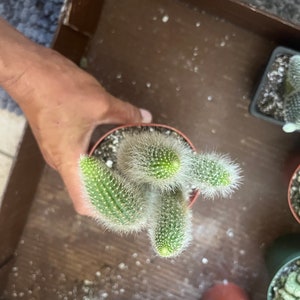 K&ouml;nnte beinhalten: Nahaufnahme eines kleinen Kaktus mit mehreren Stielen in einem braunen Topf. Der Kaktus hat weiche, wei&szlig;e Haare und gr&uuml;ne Stacheln.