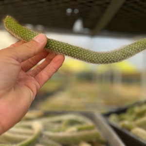 Monkey Tail Cactus Cuttings