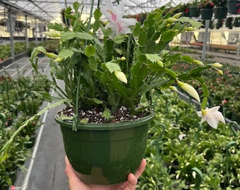 Christmas cactus/ Schlumbergera/ Holiday Cactus/ Live in 8 inch hanging basket