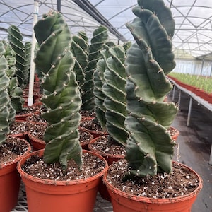 6&quot; Spiral cactus | Cereus forbesii