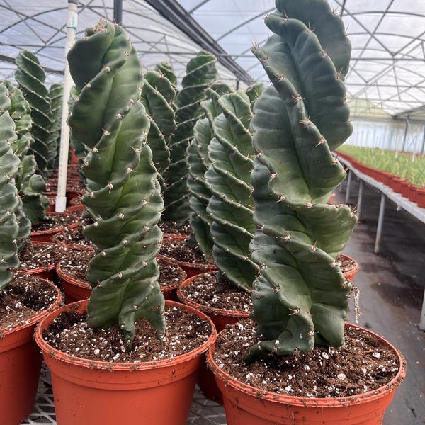 Cactus espiral de 6" / Cereus forbesii