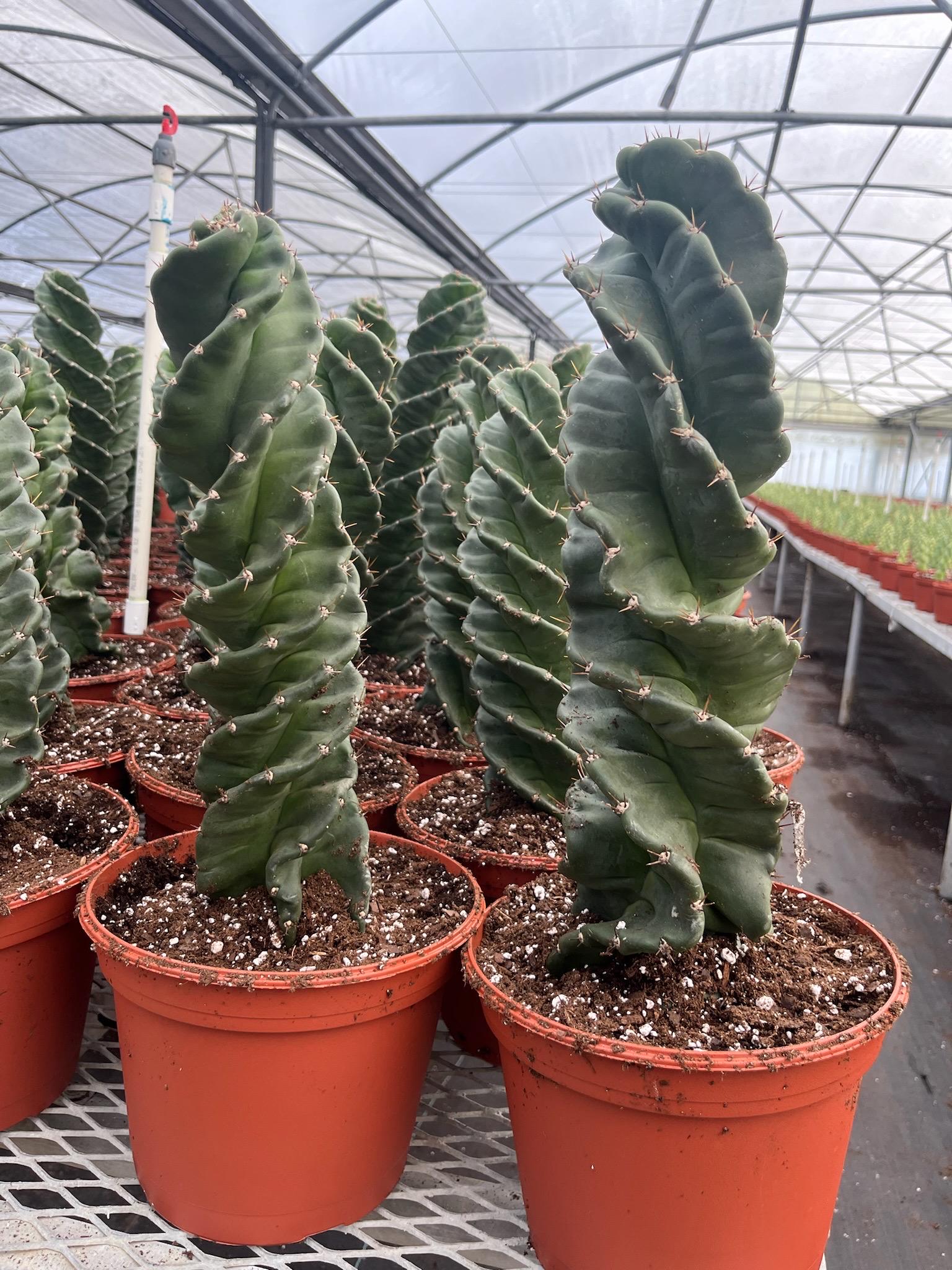 6" Spiral cactus | Cereus forbesii