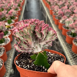 Euphorbia Lactea/ coral cactus