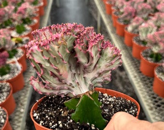 Coral Cactus Succulent Plant | Unique Wavy Fan-shaped Cactus Exotic Plant  Easy Care Cactus - Etsy