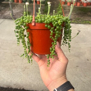 May include: A green string of pearls plant in a terracotta pot hanging from a metal hook. The plant has small white flowers.