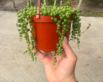 4" & 6" String of Pearls | Senecio Rowleyanus