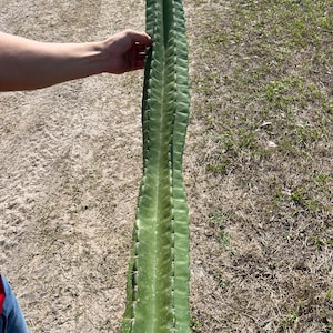 Peruvian Apple Cactus  1-3 ft