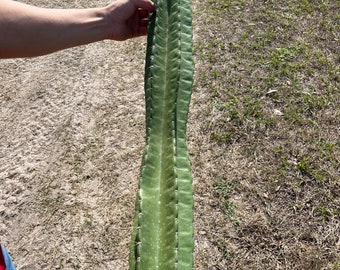 Peruvian Apple Cactus  1-3 ft
