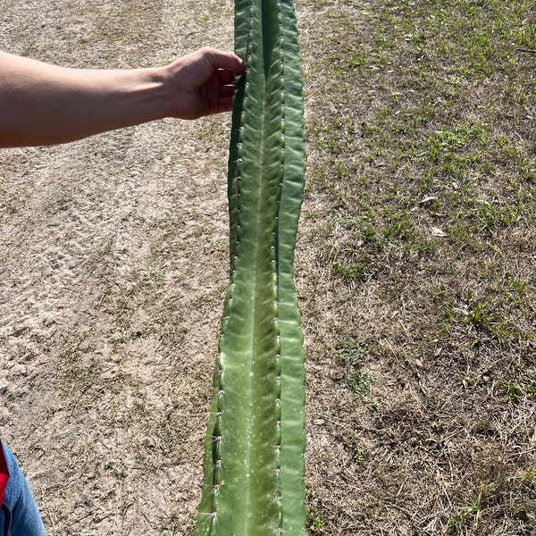 Peruvian Apple Cactus  1-3 ft