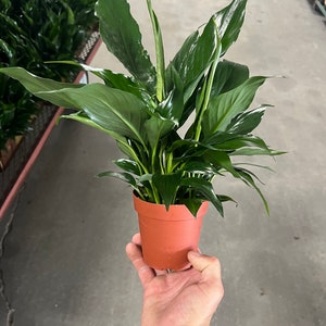 10cm Friedenslilie | Spathiphyllum