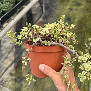 May include: A small potted succulent plant with green and yellow leaves. The plant is in a brown plastic pot and has long trailing stems.