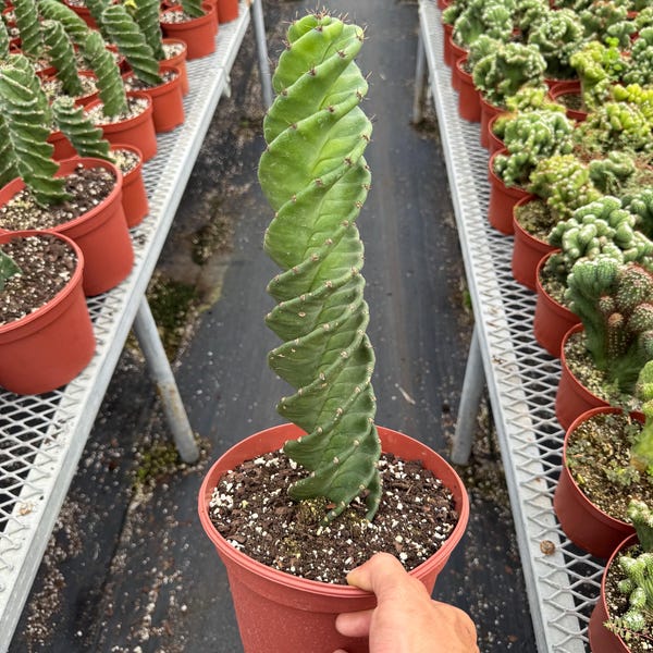 Cactus espiral de 8 pulgadas / Cereus forbesii